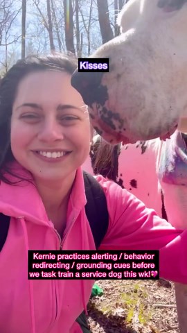 Kernel the Great on Instagram: "🔊u r my heroine😌💕 One of the service dogs in our pack is looking to do a public access training refresher and learn new tasks for his owner’s increasing medical needs. The same way Kernel specializes in grounding cues for cptsd, this dog specializes in bracing for mobility, meaning when his owner falls, he comes over and stands steady to help her up! Also like Kernel, he had health struggles that took priority over training for some time. I’m excited cuz I’ve h