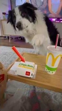 Dogs With A Natural Talent For Comedy #shorts