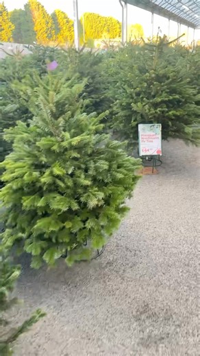 ‘We like them real thick and sprucey’ 🎶🤭 Our team have worked their socks off today getting our first real tree drop of the year out on sale and they are beauties! Even if we do say so ourselves 😁 Hurry to secure our limited best buy range for just £30 😲 #BritishGardenCentres #bridgnorthgardencentre #LightUpChristmas #realchristmastrees #christmas2025 | Bridgnorth Garden Centre