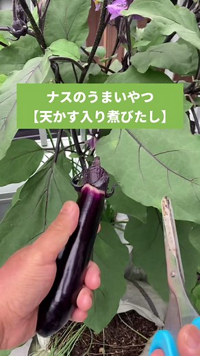 ナスのうまいやつ【天かす入り煮びたし】の作り方と楽しみ方