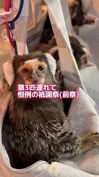 コモンマーモセット３匹連と祇園祭風🐵今年10年目。撮影の裏は配慮、準備、早業、隠れて避けて🙈#祇園祭 #Kyoto #GionFestival #animals #ペット