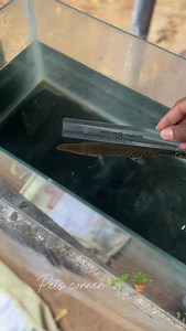 Alligator 🐊 Length Evlo theriumha ⁉️🤔#trending #petscorner #reelsinstagram #tamil #trendingreels #village #tirunelveli #tirunelvelikaran⚔️ #aligator #aligators #aligatorgar #aligatorgarfish #aligator | Jeyson Reflo