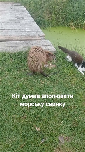 Дивні дива #природа #nature #полювання #hanter #cat
