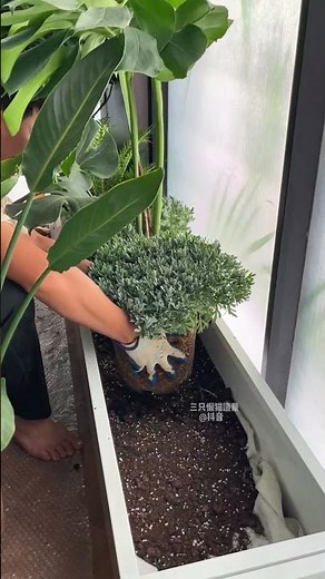 Seal window and build beautiful bougainvillea garden on balcony