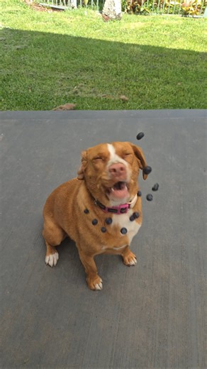 The maths doesn't add up! #dog #dogfail #funny