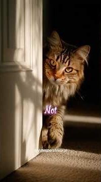 Why Your Cat Follows You to the Bathroom