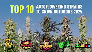 Top 10 Autoflowering Strains To Grow Outdoors (2025)