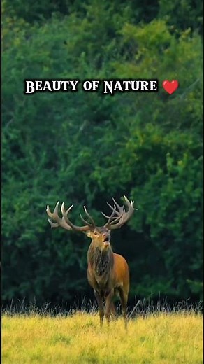Beauty of Nature ❤️ We Love Nature ❤️ #animalshorts #viralvideo #music #shorts