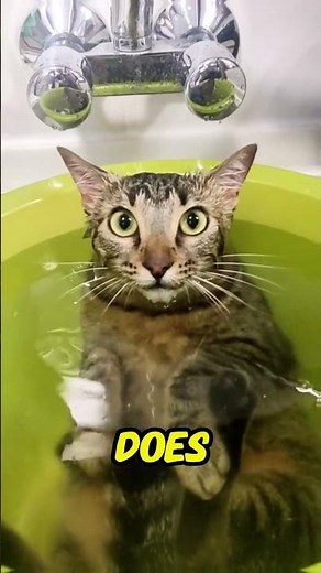Why Cats Hate Bath Time But This Trick Changes Everything!