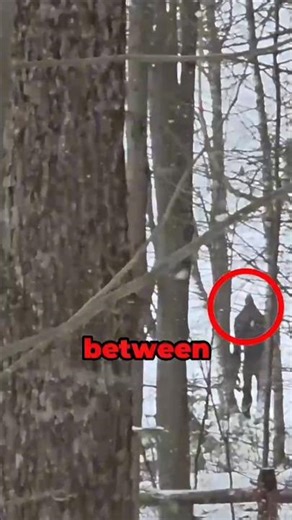 Big Foot Are Actually Real