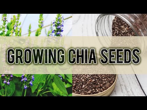 How to grow Chia Seeds at Home | Growing Chia seeds in kitchen garden | Chia seeds super food