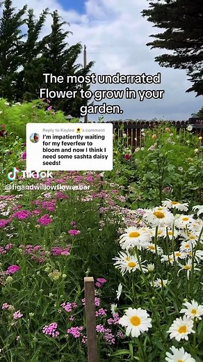 Shasta Daisy: Easy-to-Grow Cut Flower for Your Garden