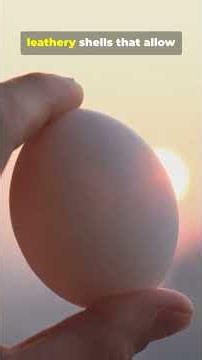 The Incredible secret of a Lizard’s egg
