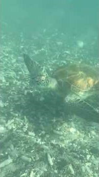 Swim With Sea Turtles at Playa Piskado Caribbean Snorkeling Paradise | Turtle Beach