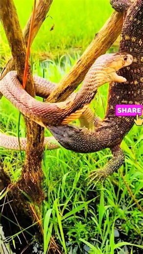 King Cobra vs Monitor Lizard 😳 Death Battle Caught on Camera – You Won’t Believe This!