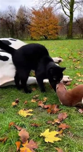 Cat Saves Cow from Ferret Attack! 🐱🐄⚡🦦