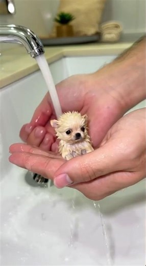 Transforming my tiny white dog into an adorable foam doll! 🐶✨