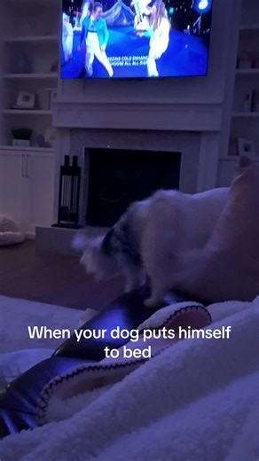 Anyone else have a clock with four legs? #maltese #cutedogsoftiktok | Dog Of TikTok