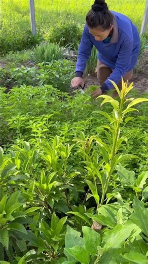 How to care for lemon basil plants to extend their harvest #kitchengarden #mushroom #agriculture ...
