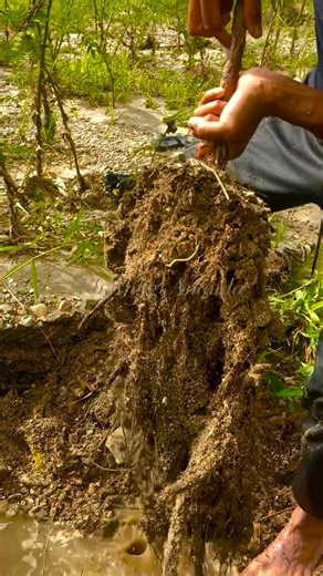 19K views · 146 reactions | Finding Pure natural gold in the root of wild grass | Anggi Ananda | Facebook