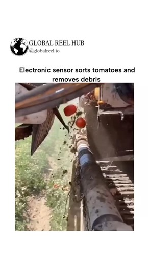 Hulk Reels | The video shows an optical sorting machine using cameras and sensors to scan tomatoes on a conveyor, ejecting defective ones with targeted... | Instagram