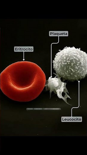 los glóbulos rojos#GlóbulosRojos #GlóbulosBlancos #Plaquetas #CuerpoHumano #Biología #Anatomía #Vida