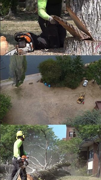 In life, felling is not an option. #backtoschool #treecare #seattle #uw #treeremoval #treeservice