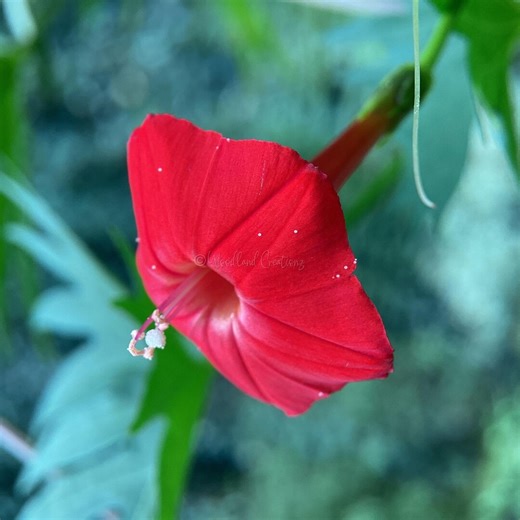 Red Cardinal Climber Seeds (40 ) - Flowering Vine - Hummingbird Flowers - Etsy Canada