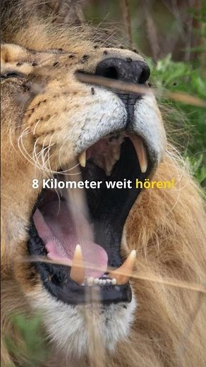 Löwen – Die Könige der Savanne #facts #fakten #wissen #wissenswert #lion #unglaublich #löwen #tiere