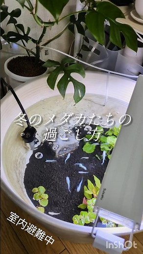 メダカたち冬は室内に𓆜𓆝𓆟冬のメダ活も楽しい🌿 #メダカ #メダカ室内飼育 #ビオトープ