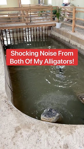 SHOCKING noise from both of my Alligators!!! 😱🐊 | Corbin Maxey