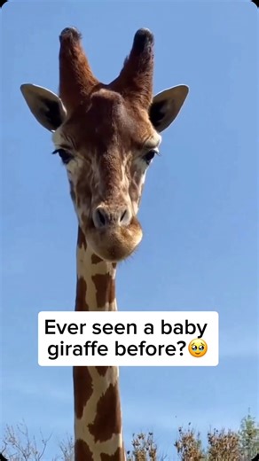 Wildlife and Rescue | A baby giraffe, called a calf, is born after a long 15-month pregnancy and enters the world with a dramatic drop—falling about six feet to... | Instagram