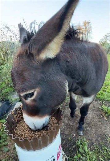 Good morning! #boggsfunnyfarm #fyp #henry #fypシ #goodmorning | morning