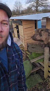 pig that thinks it's a goat #piggy #goats #kunekune #funnyanimals #offgridliving #offgridlife #farm #farmlife #homestead | Field to Farm