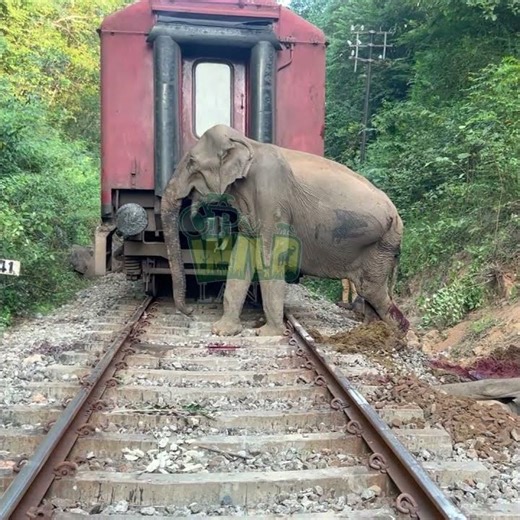 Wild Elephant Hit by Speeding Train 🐘🚂 | Heartbreaking 💔