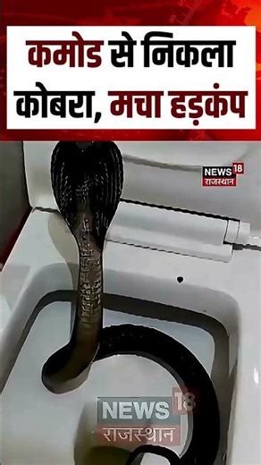#Shorts: कमोड से निकला कोबरा, मचा हड़कंप| Cobra in Commode Video| Ajmer Pushkar | Snake | Viral
