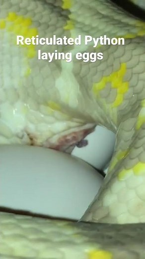 Reticulated Python laying eggs.