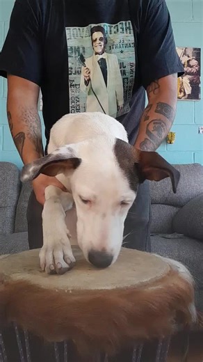 La Conga y el Djembe: Ritmos con mi Perrita