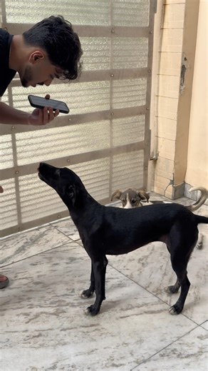 Can I talk to dogs using this app