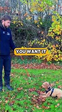 Doing this is a cheat code for your reactive cockapoo