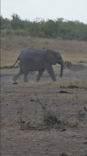 Elephant Herd Walks Past Zebras in Perfect Formation Kruger National Park
