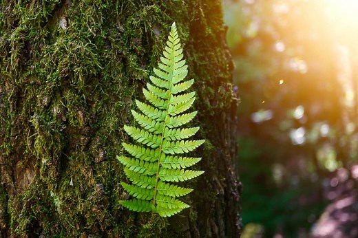 From Magic to Sincerity: 11 Symbolic Meanings of Ferns | LoveToKnow