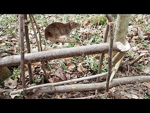 Vietnamese Rat Trap for Jungle Survival