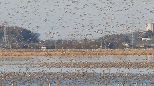 Large Flock Baikal Teal Taking Flight Stock Footage Video (100% Royalty-free) 3466722651 | Shutterstock