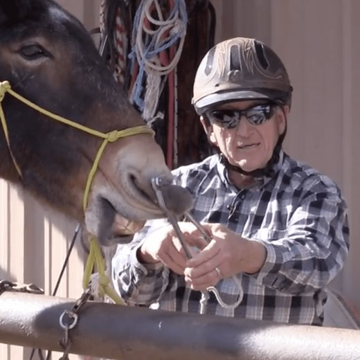 The Queen Valley Ranch Humane Twitch