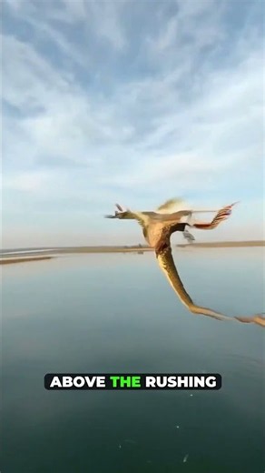 Why This Lizard Jumps Into Water