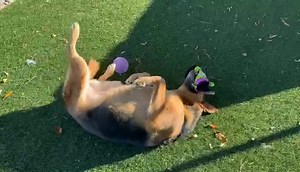 #Adopt Angel is just waiting to find the new yard where she can toot squeak and boot scratch.🥰 ✨️ We are open today & tomorrow! ✨️ It's a b-e-a-utiful day to come meet some pets! https://24Petconnect.com/AntiochAdoptablePets 🌟 Adoption fees are waived! 🌟 #LoveIsAtTheCornerOf2ndAndL | Antioch Animal Services