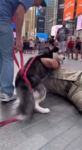 🥰 Dramatic Husky Screams Crying Reunited with Best Friend After Years #HuskyLove #DogReunion #PetJoy