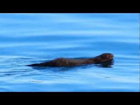Swimming mink