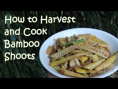 Harvesting Bamboo Shoots From Your Backyard - How to Harvest, Prepare, and Cook Bamboo Shoots